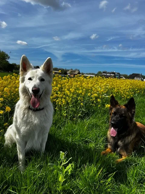 Dingo