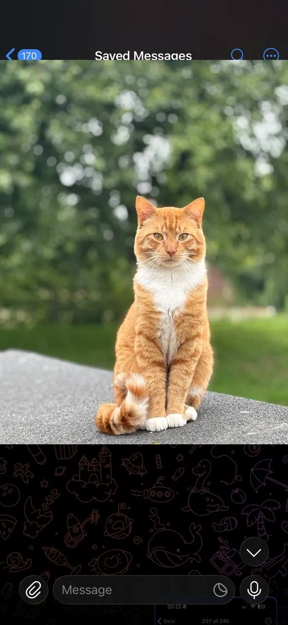 Een van de katten