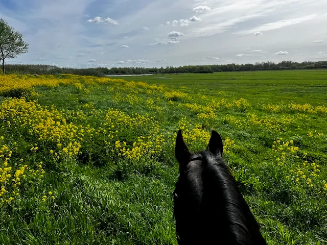 Uitzicht vanaf het paard over geel bloeiend weiland