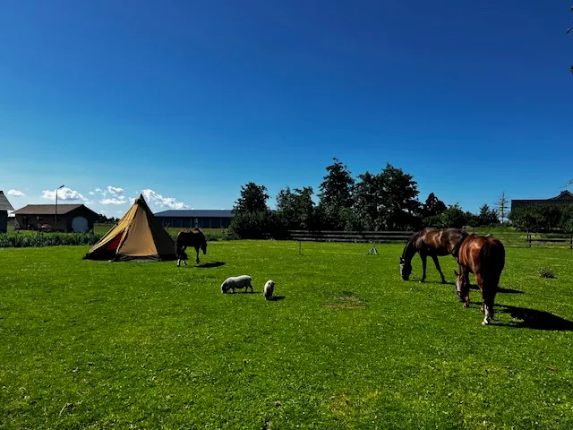 Tipi en paarden in de zonnige weide