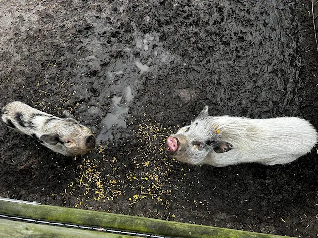 Mini-varkens Beppie en Truus